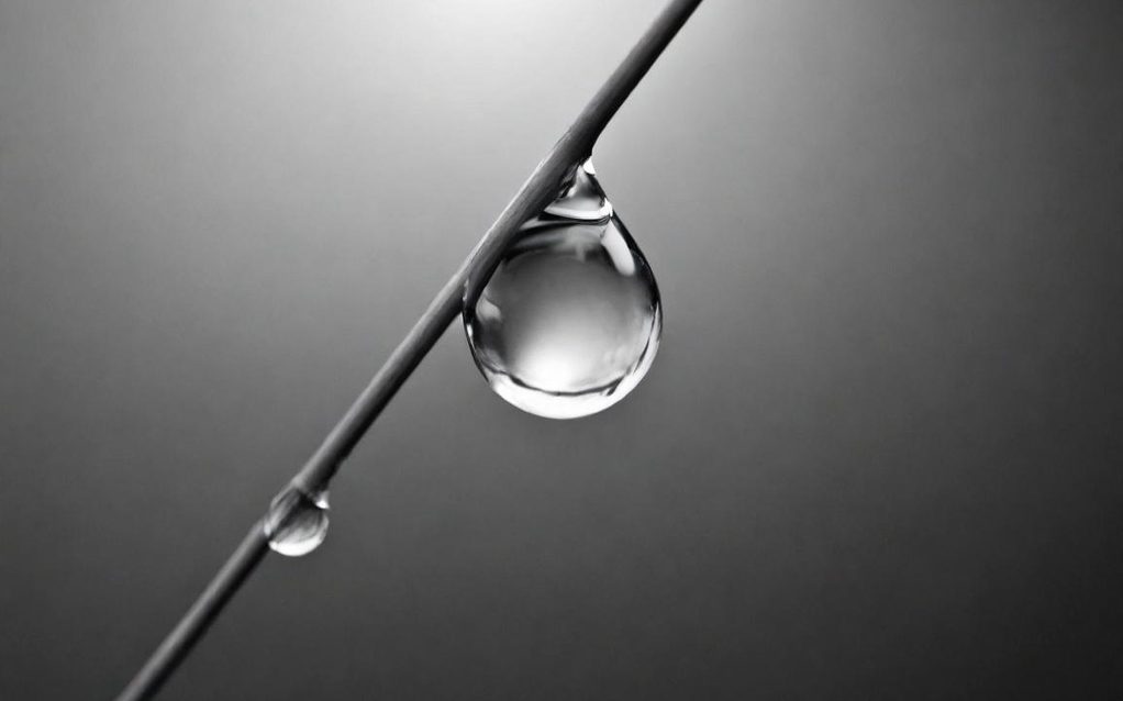 Goutte d'eau suspendue à une tige avec un fond flou en noir et blanc.